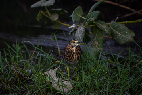 Biodiversity7