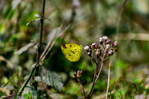 Biodiversity9