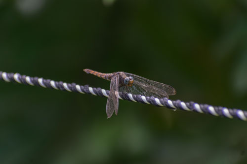 Biodiversity10