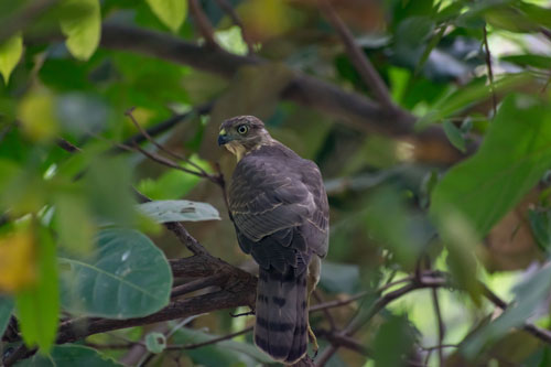 Biodiversity11